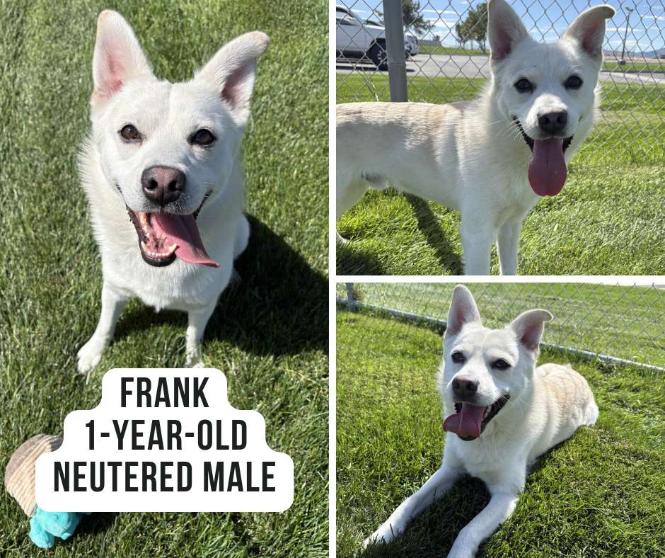 Frank - Copy